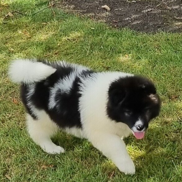 Akita - Dogs