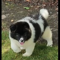 Akita - Dogs