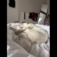 Akita