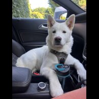 Akita