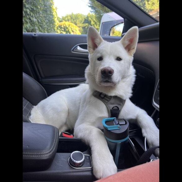 Akita