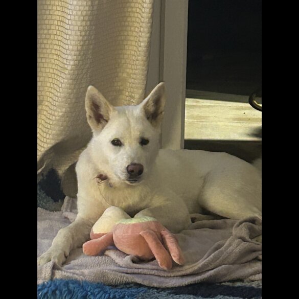Akita