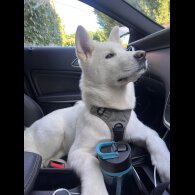 Akita