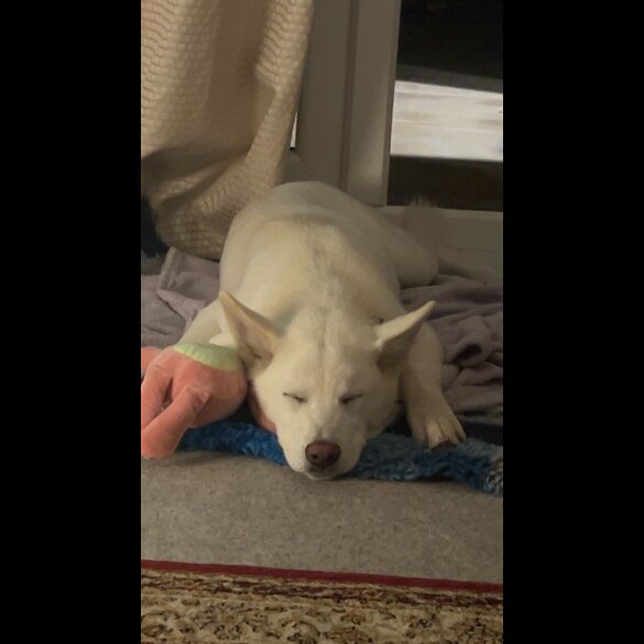 Akita