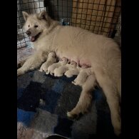 Akita