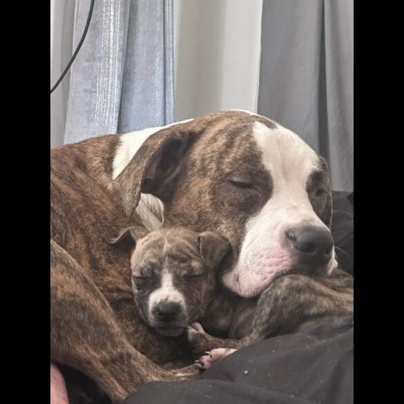 American Bulldog