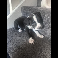 American Bulldog
