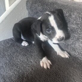 American Bulldog