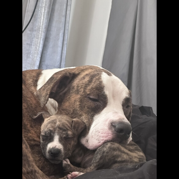 American Bulldog