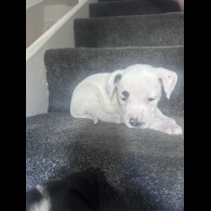 American Bulldog