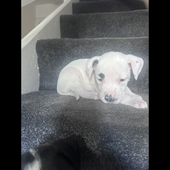 American Bulldog