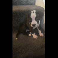 American Bulldog