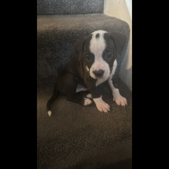 American Bulldog