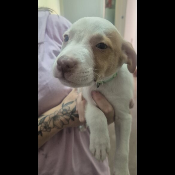 American Bulldog - Both