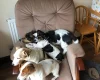 Jack Russell