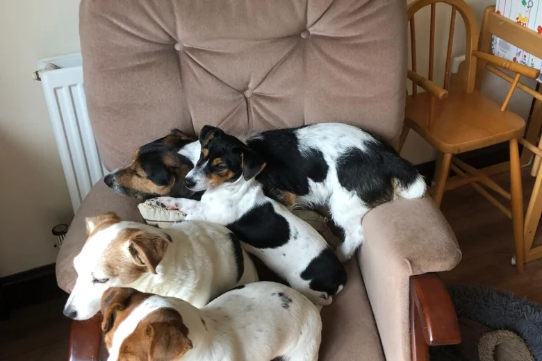 Jack Russell