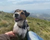 Jack Russell