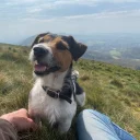 Jack Russell