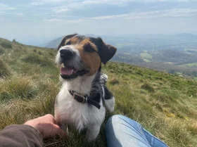 Jack Russell