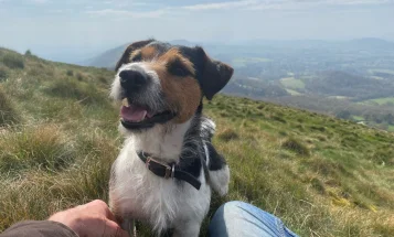 Jack Russell