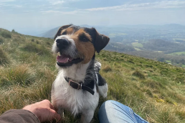 Jack Russell