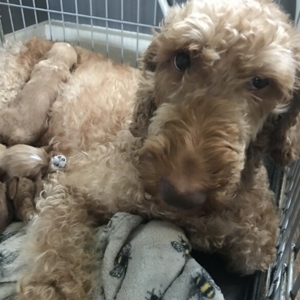 Labradoodle
