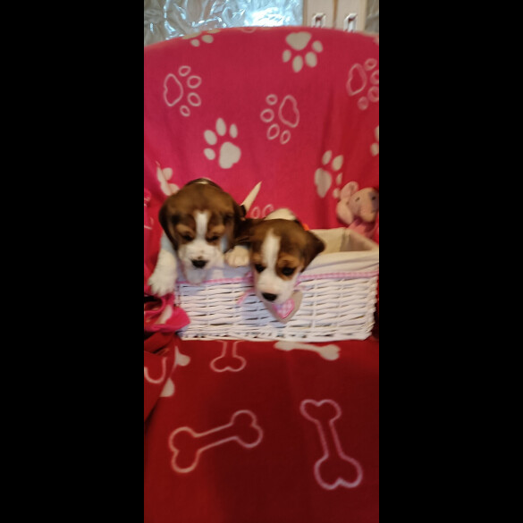 Beagle