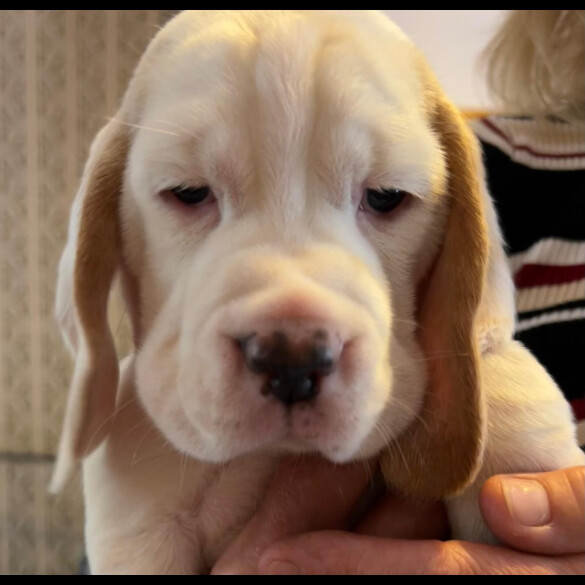 Beagle