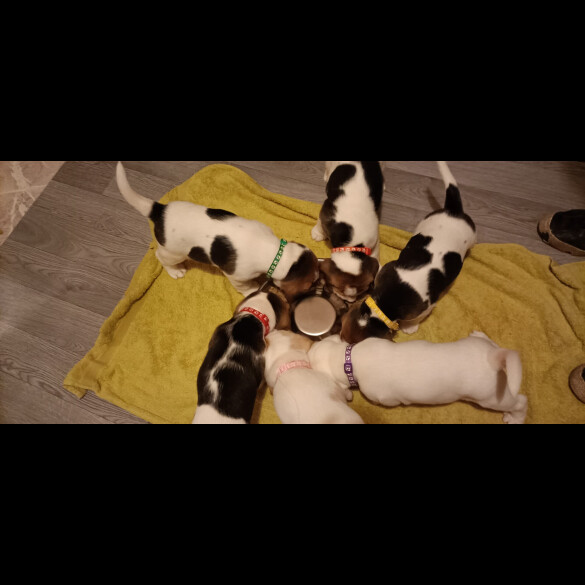 Beagle