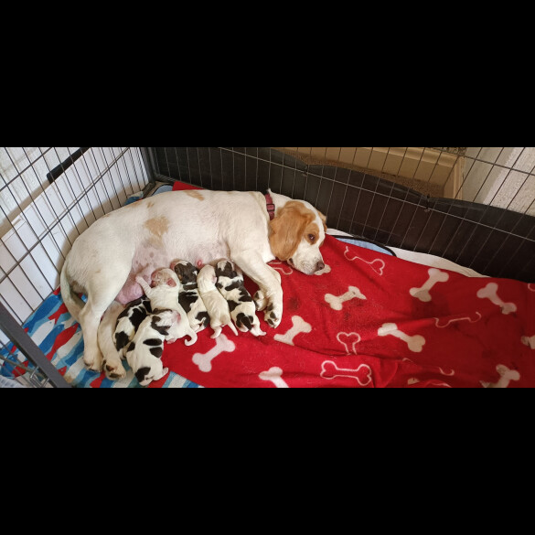 Beagle