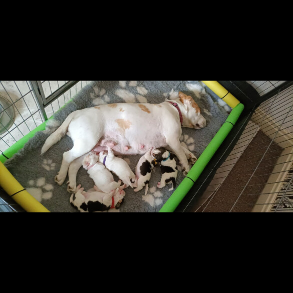 Beagle