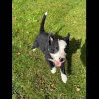 Border Collie