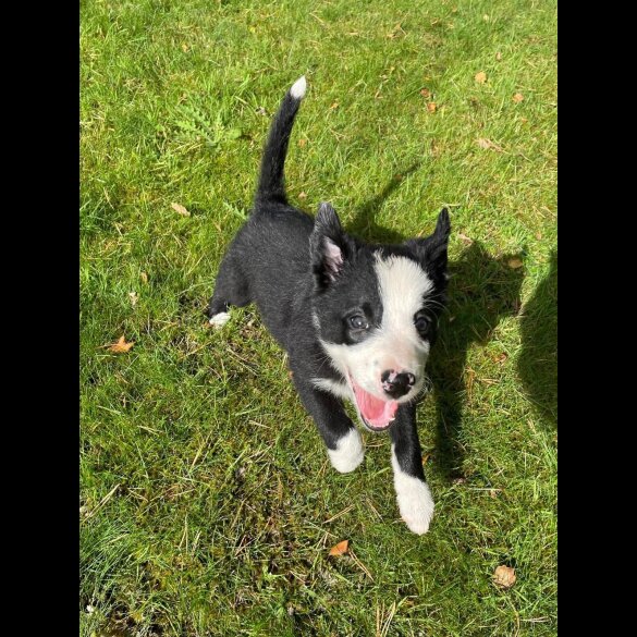 Border Collie