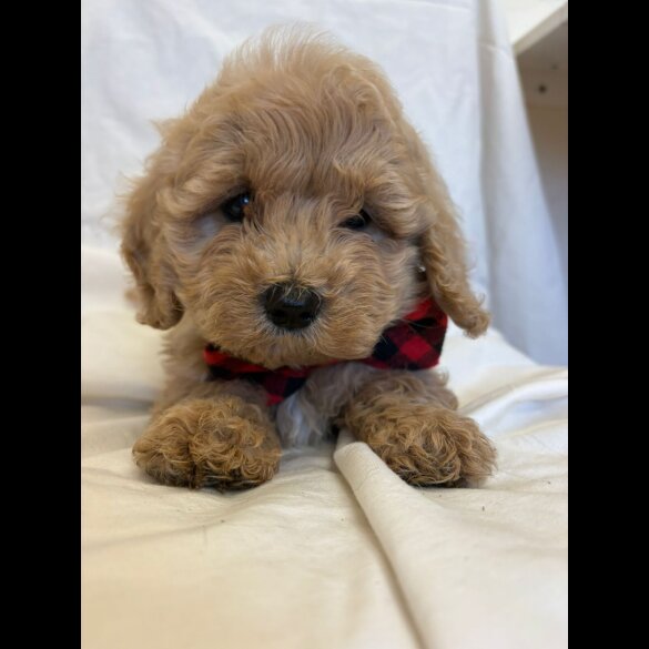 Cavapoo