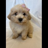 Cavapoo
