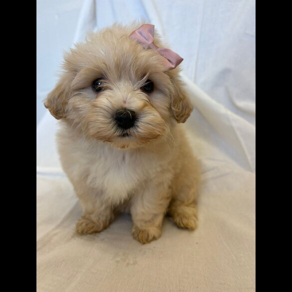 Cavapoo