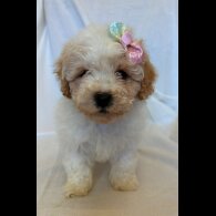 Cavapoo
