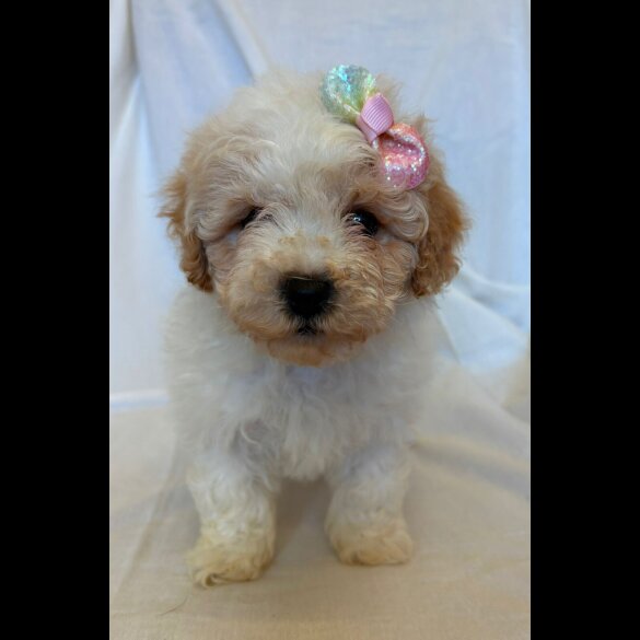 Cavapoo