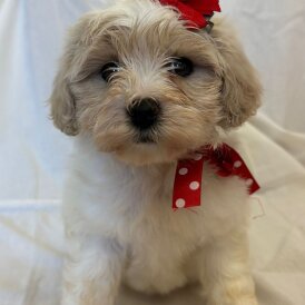 Cavapoo