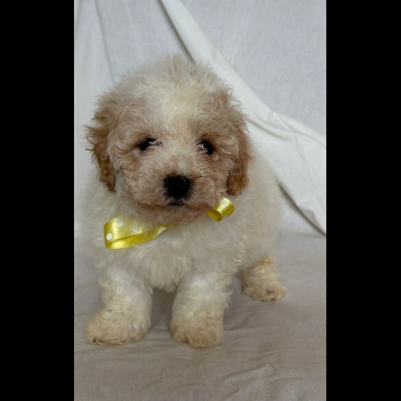 Cavapoo