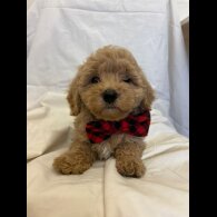 Cavapoo