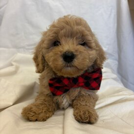 Cavapoo