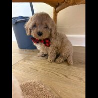 Cavapoo