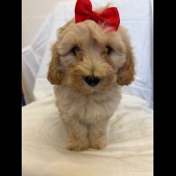 Cavapoo