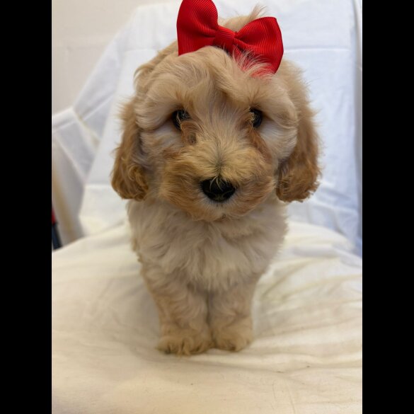 Cavapoo