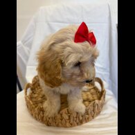 Cavapoo