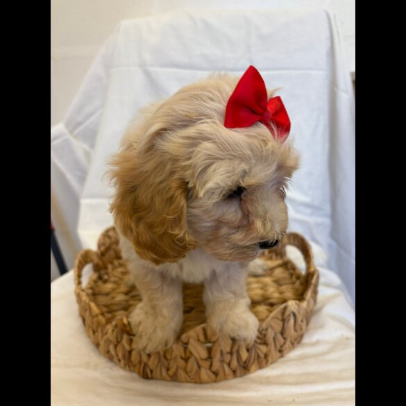 Cavapoo