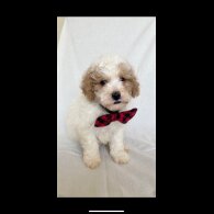 Cavapoo