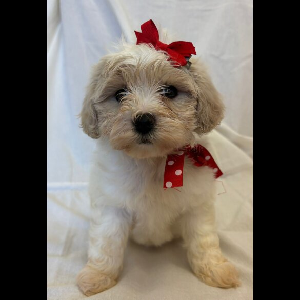 Cavapoo