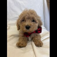 Cavapoo